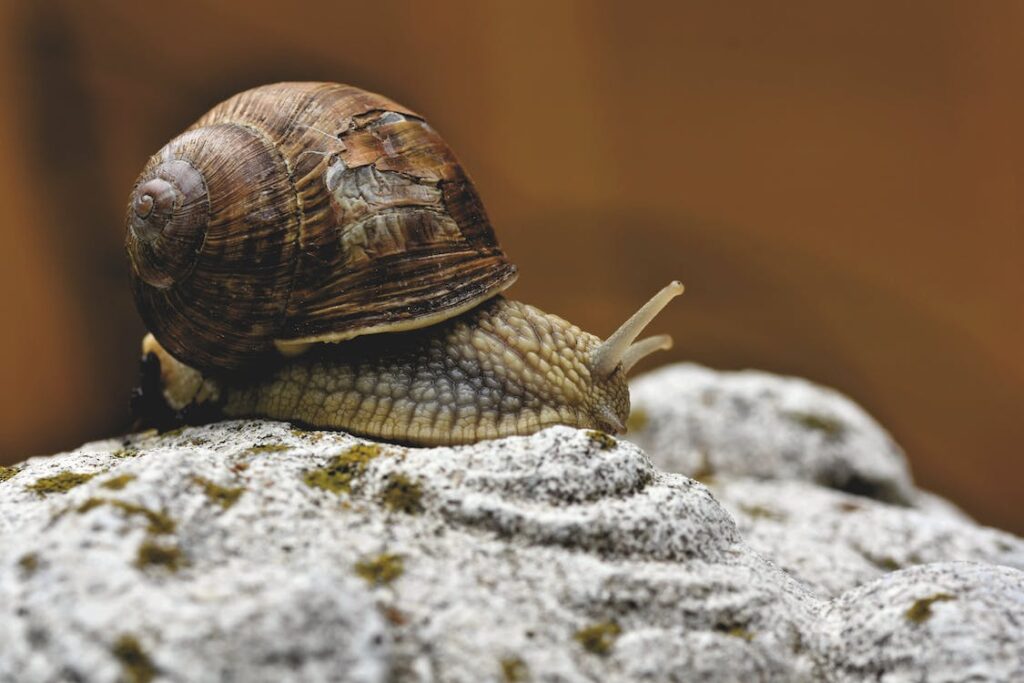 Snail on the rock