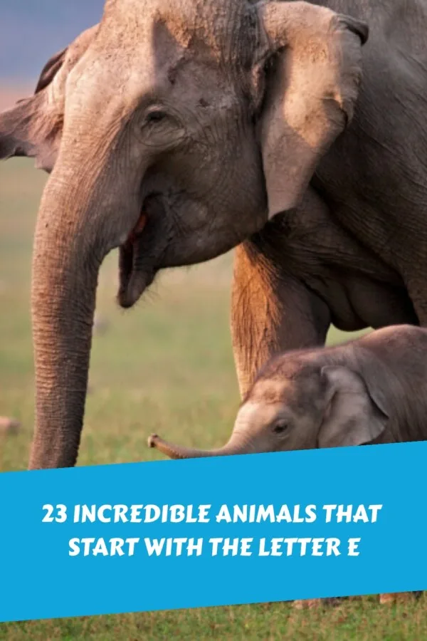 23 Incredible Animals That Start With the Letter E generated pin 33824