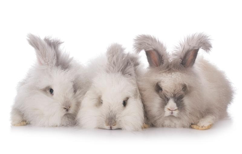 Angora and Faux Fur: Is It Bad for the Environment? 3 3 English Angora rabbits