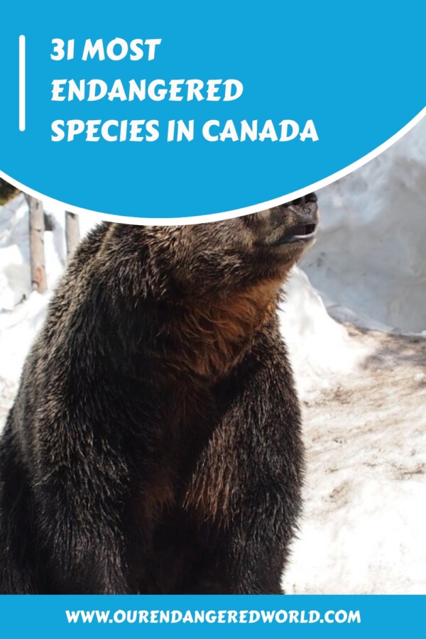 31 Most Endangered Species in Canada 34 31 Most Endangered Species in Canada generated pin 20386