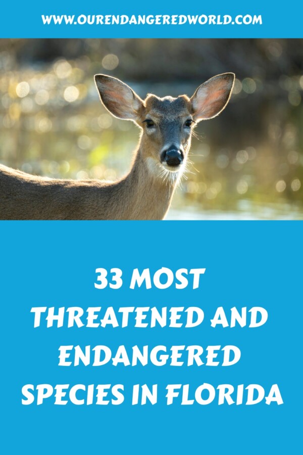 33 Endangered and Threatened Species in Florida (2026) 32 33 Most Threatened and Endangered Species in Florida generated pin 10234
