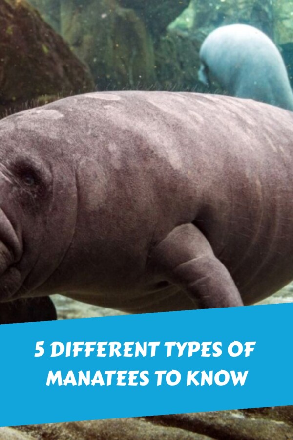 5 Different Types of Manatees to Know generated pin 20934