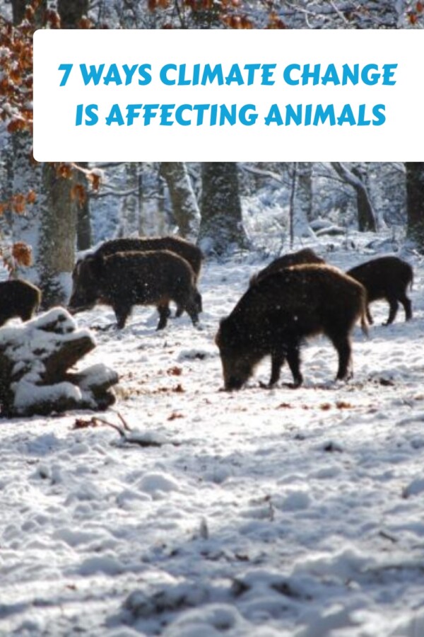 How Climate Change is Affecting Animal Habitats Worldwide - Featured Image