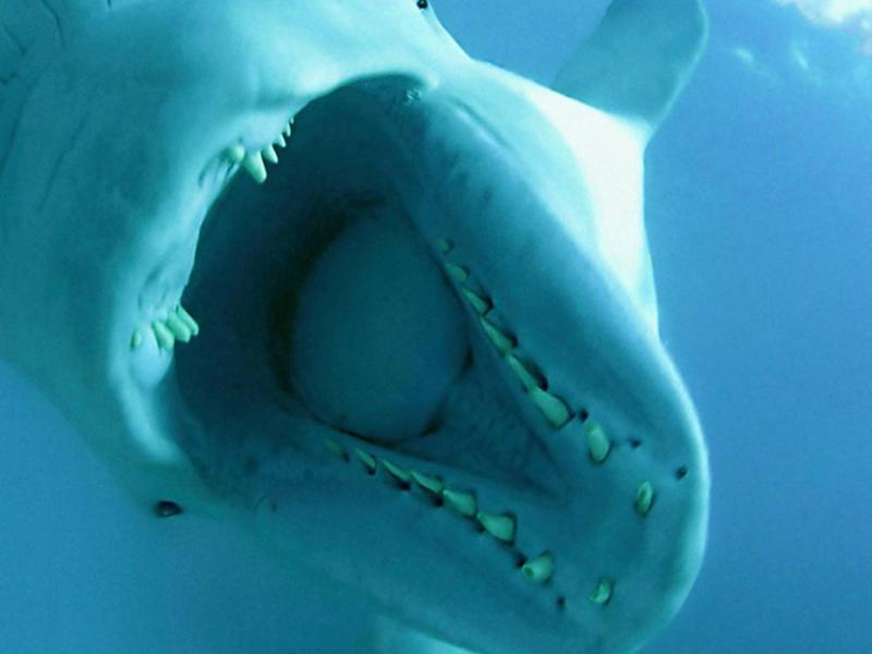 Animal Communication Evolution: From Simple Signals to Complex Languages 3 Acoustic Monitoring
