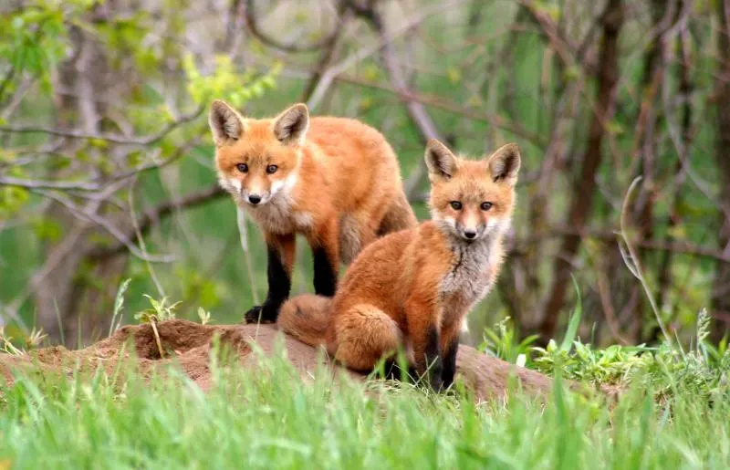 Red fox kits Amazingly beautiful red fox kits
