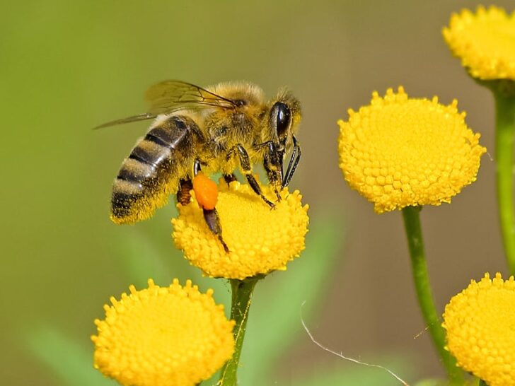 Animal Genius 2026: Which Animals Are Smarter Than Humans? 10 Animal Genius 2025