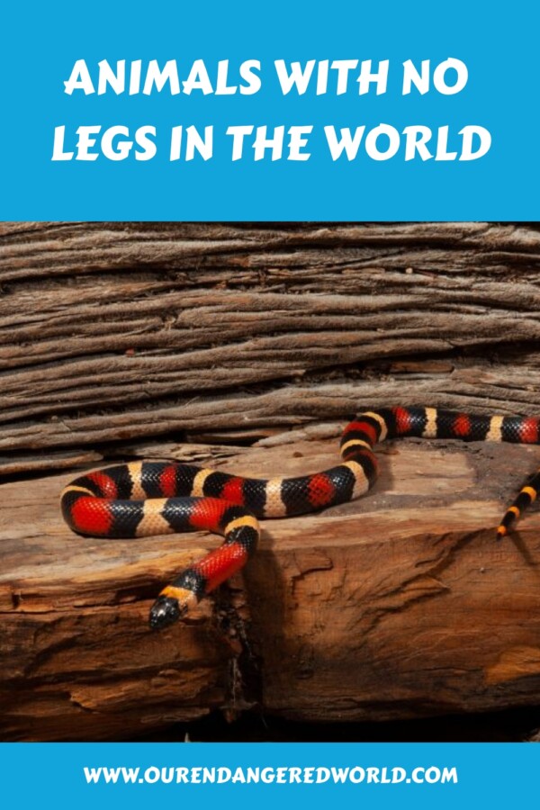 20 Different Animals with No Legs in the World