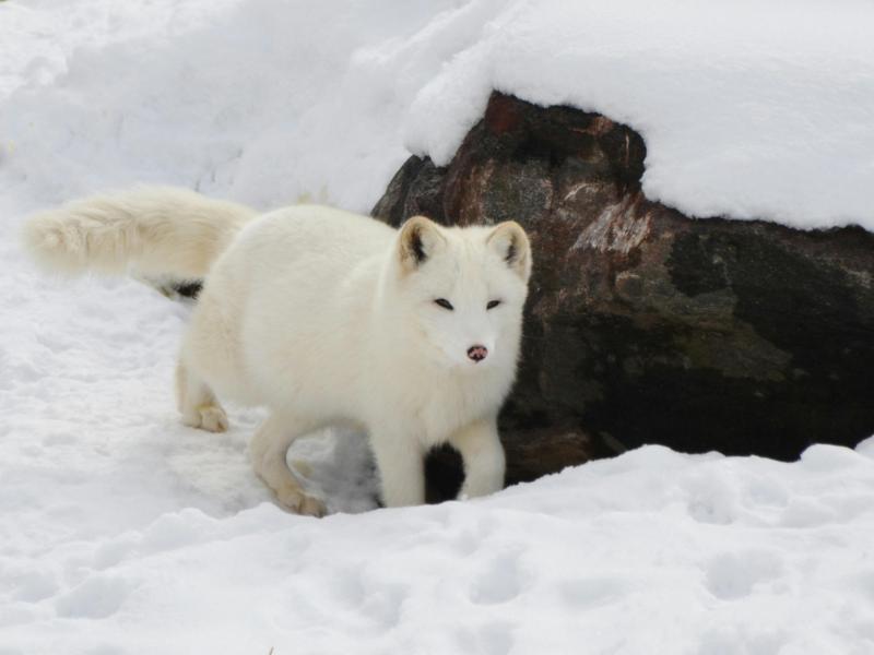 Wildlife Crisis 2026: How Climate Change Kills Species (And What You Can Do) 4 Arctic
