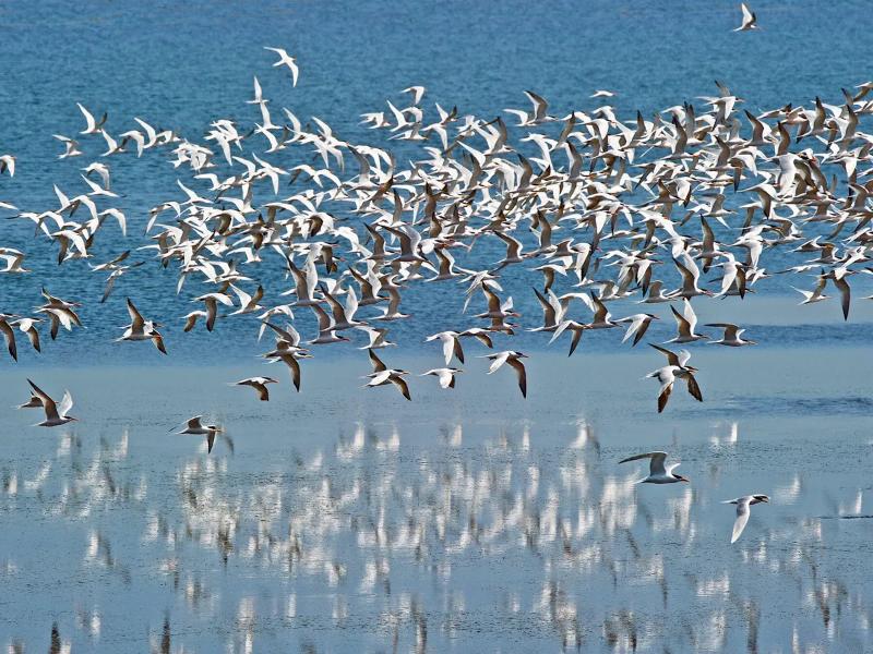 Animal Migration 2026: How Animals Navigate Without GPS 5 Arctic tern flying over coastal water