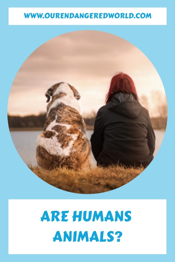 Are Humans Animals? 15 Things to Know 21 Are Humans Animals generated pin 19321