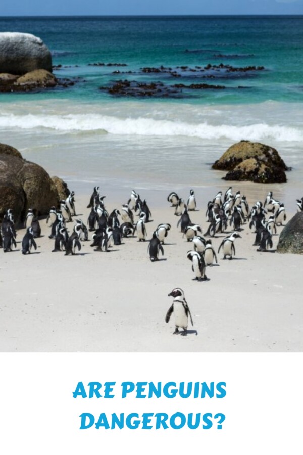 The Surprising Ways Penguins Can Be Dangerous to Humans