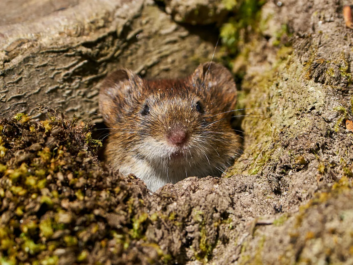 Vole vs Shrew: Size, Color, and Habitat Comparison 1 Cute bank vole peeking on a hole
