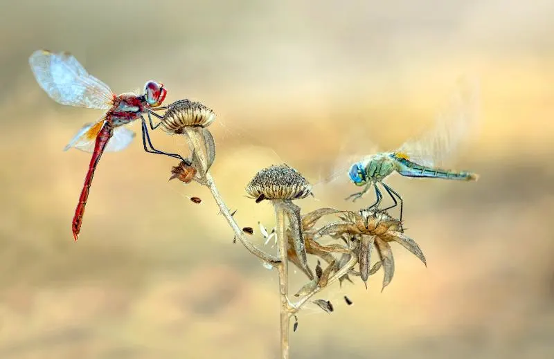 Beautiful dragonfly sitting on flower