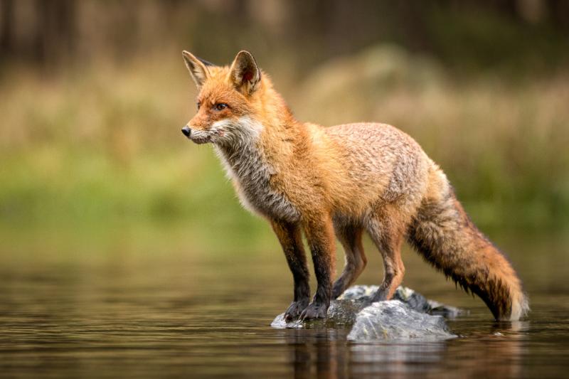 Beautiful red fox standing on a few stones 