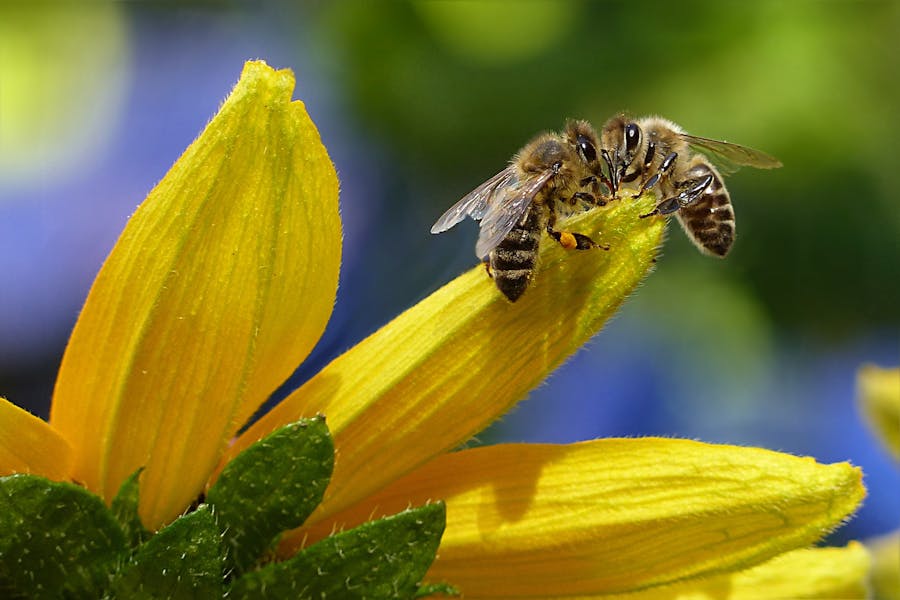 Animal Genius 2026: Which Animals Are Smarter Than Humans? 14 Bee Sipping Nectar on Flower during Daytime