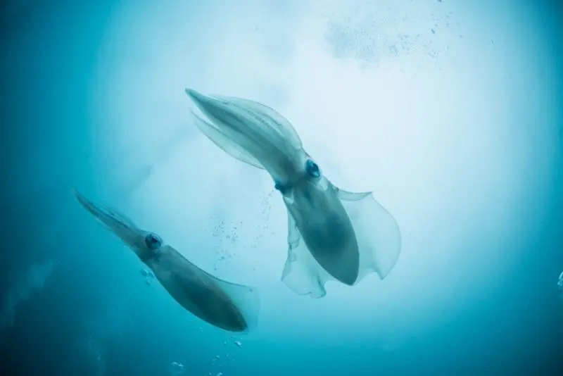 Squid Bigfin Reef Squid