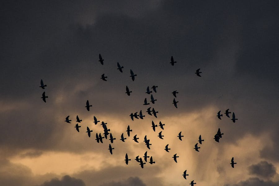 Animal Migration 2026: How Animals Navigate Without GPS 9 Birds flying at night during migration