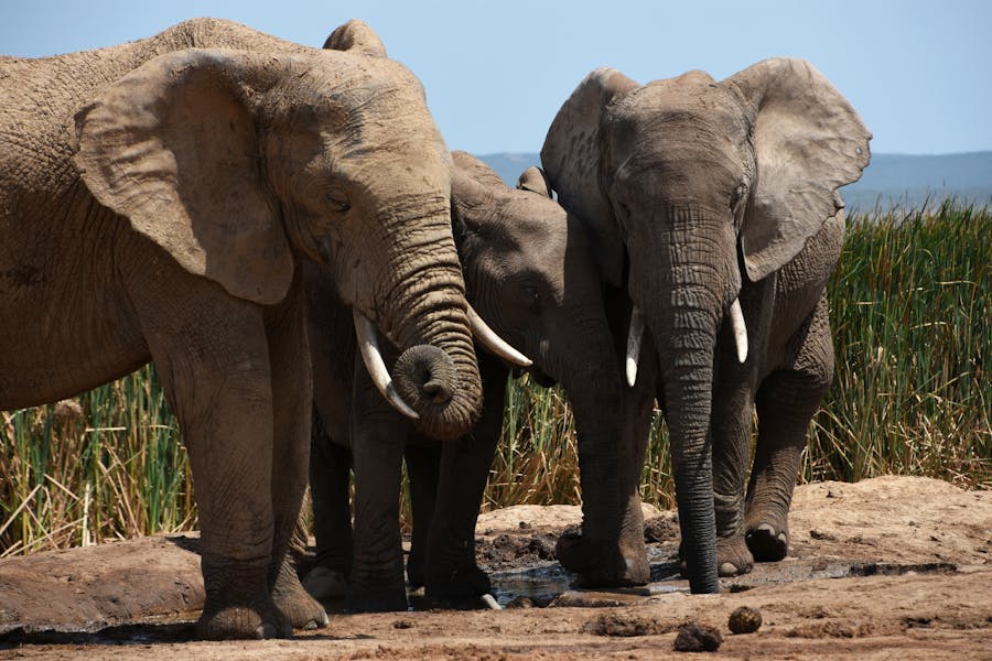 Animal Genius 2026: Which Animals Are Smarter Than Humans? 12 Brown and Gray Elephant Walking on Brown Sand
