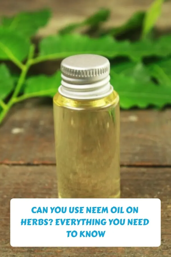 Can You Use Neem Oil on Herbs Everything You Need to Know generated pin 21539