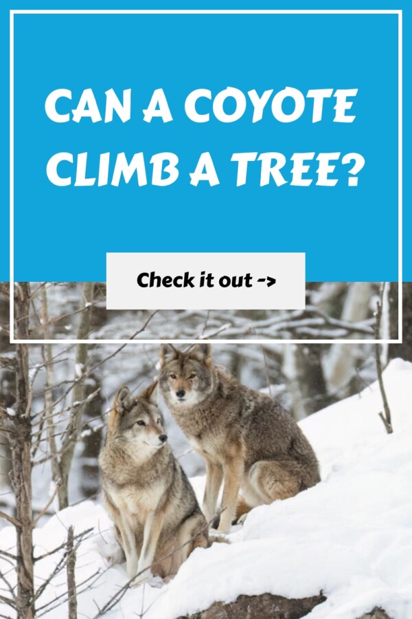 Can a Coyote Climb a Tree generated pin 34342