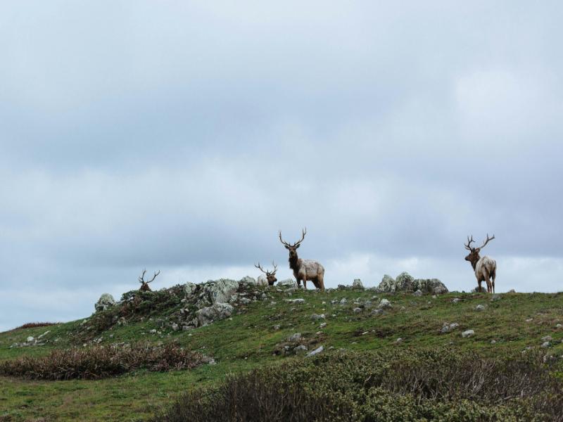 Wildlife Crisis 2026: How Climate Change Kills Species (And What You Can Do) 5 Caribou