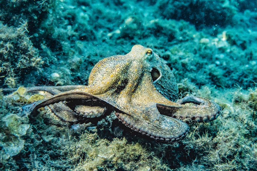 Animal Genius 2026: Which Animals Are Smarter Than Humans? 16 Cephalopod