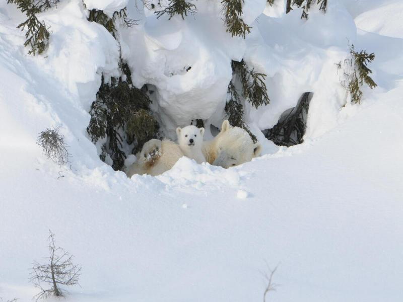 Wildlife Crisis 2026: How Climate Change Kills Species (And What You Can Do) 1 Climate Change Impacts on Wildlife