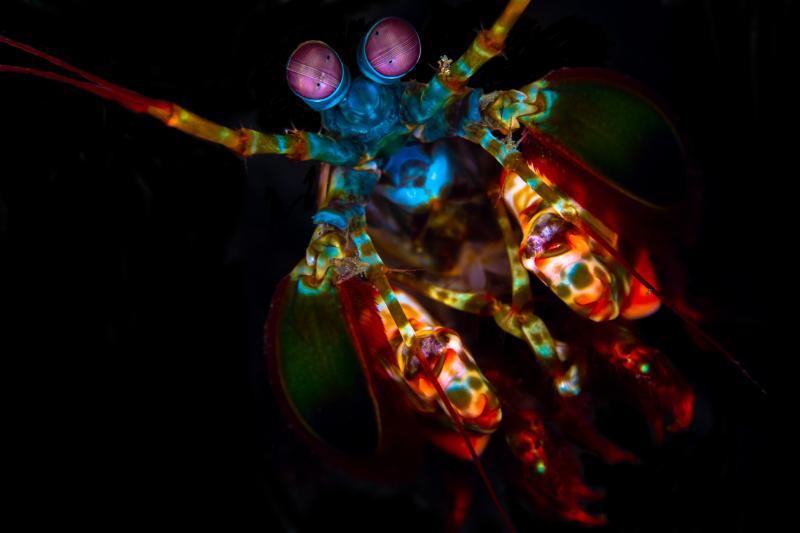Colorful peacock mantis shrimp