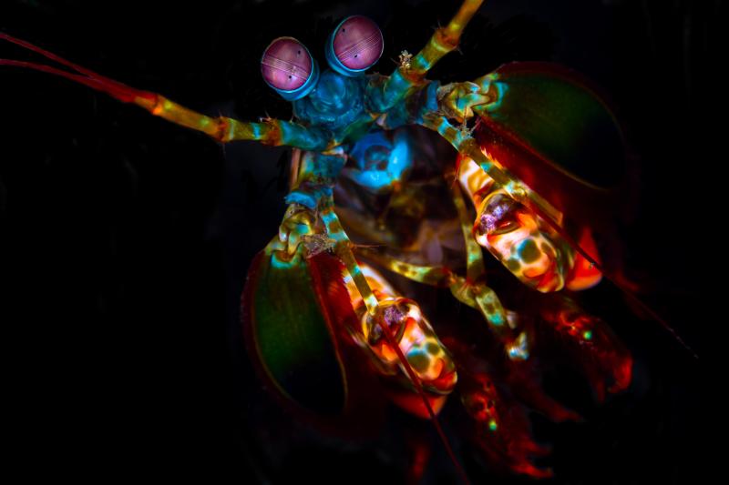 Peacock mantis shrimp Colorful peacock mantis shrimp