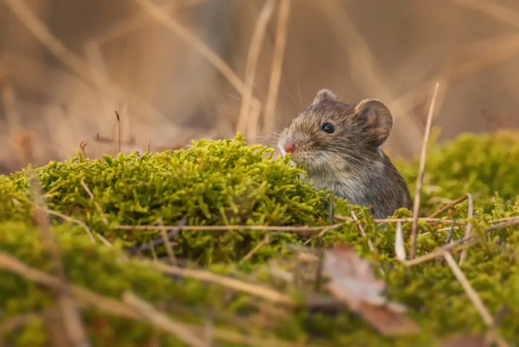 Vole vs Shrew: Size, Color, and Habitat Comparison 2 Common Vole - Microtus arvalis