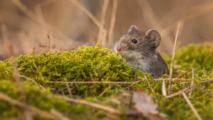 Common Vole - Microtus arvalis