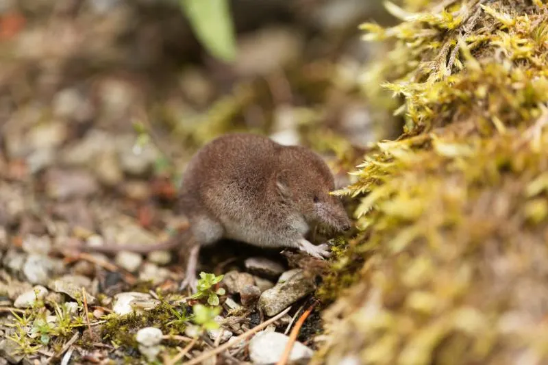 Common shrew feeding on leaves