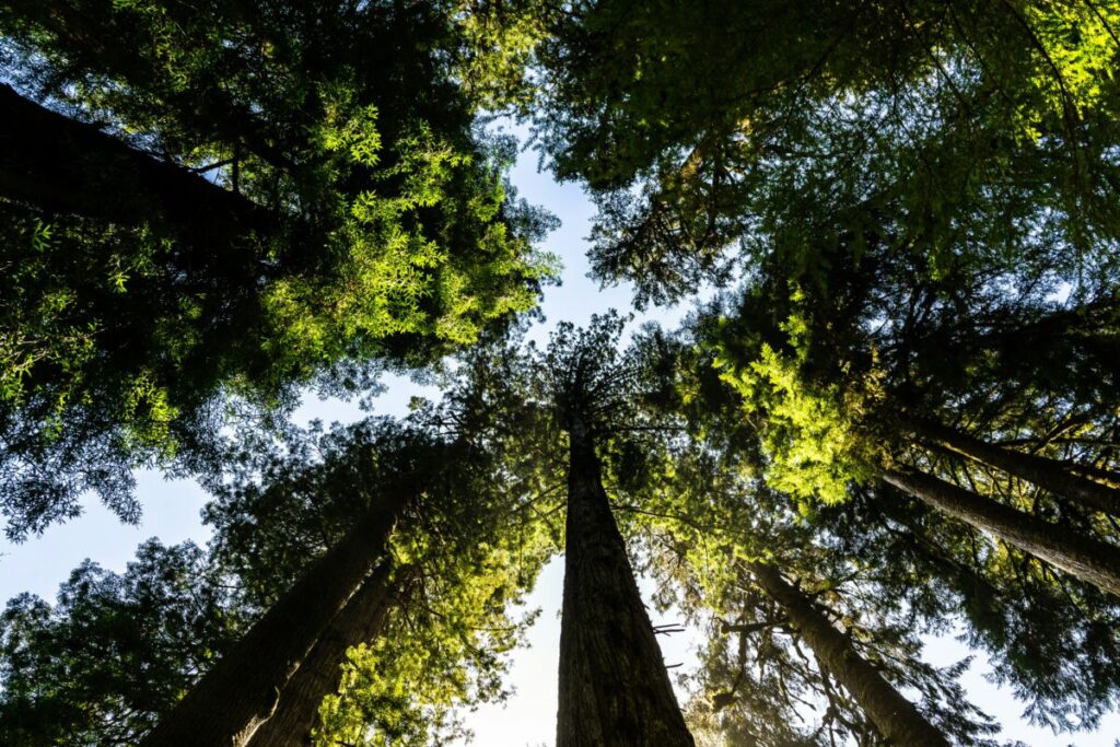 Wildlife Crisis 2026: How Climate Change Kills Species (And What You Can Do) 19 Convention on Biological Diversity