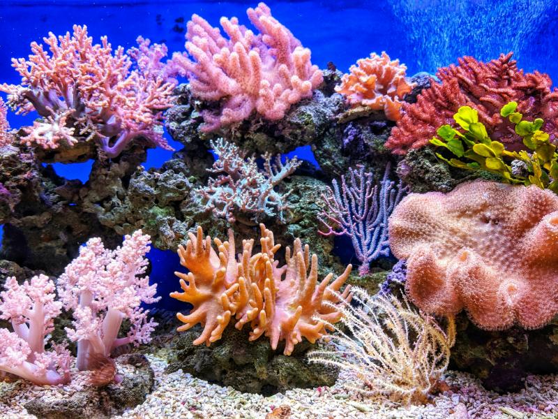 Wildlife Crisis 2026: How Climate Change Kills Species (And What You Can Do) 10 Coral Reef Ecosystems