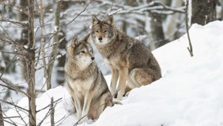 Coyotes in winter