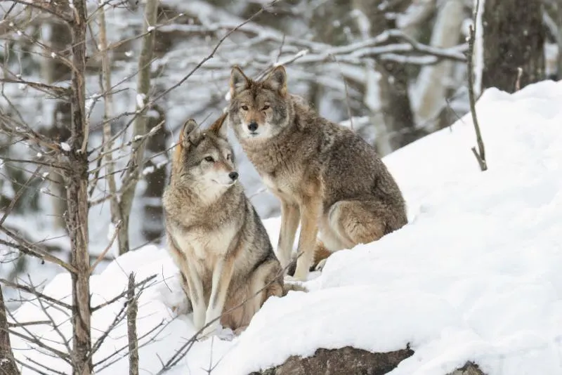 12 Remarkable Animal Friendships—and What Science Says 14 Coyotes in winter