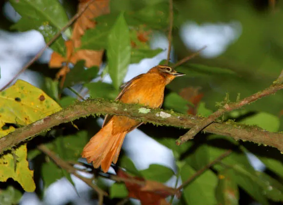 A yellow Cryptic Treehunter perched in a tree