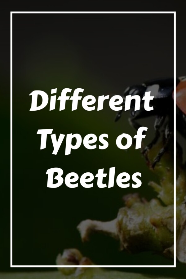 29 Different Types of Beetles Around the World 3 Different Types of Beetles generated pin 32797