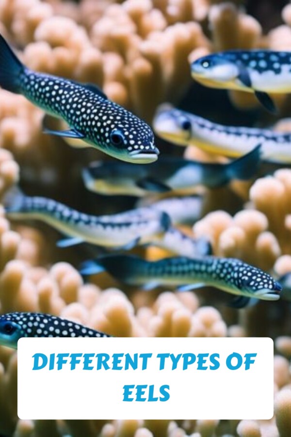 Different Types of Eels generated pin 32668