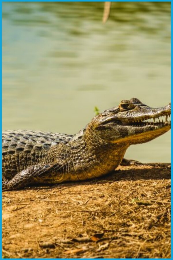 Do Alligators Have Tongues? Yes — And They Can't Stick Them Out 9 Do Alligators Have Tongues generated pin 34488