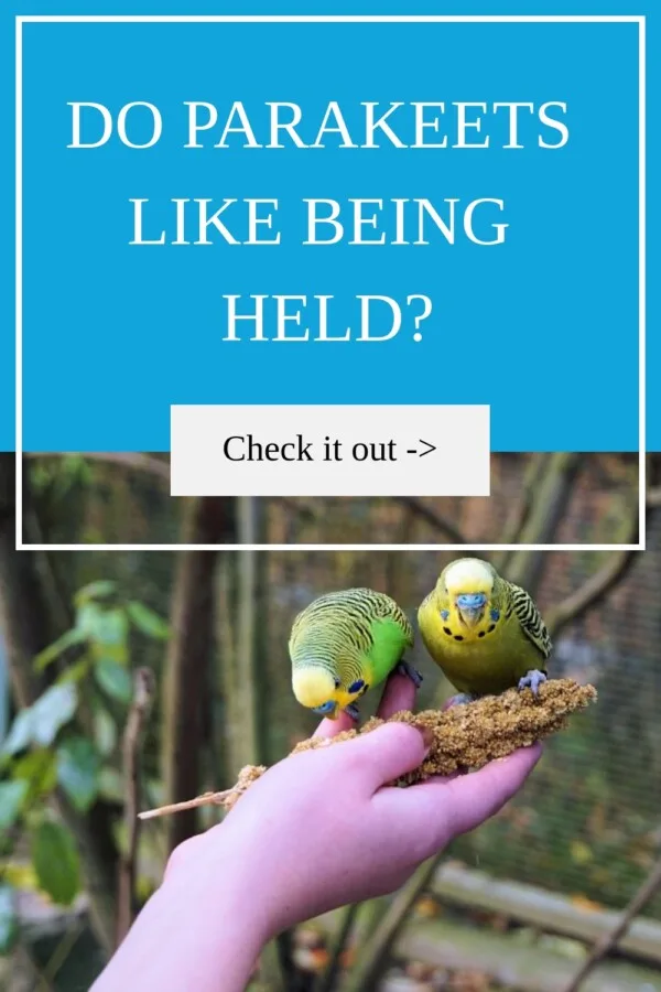 Do Parakeets Like Being Held?