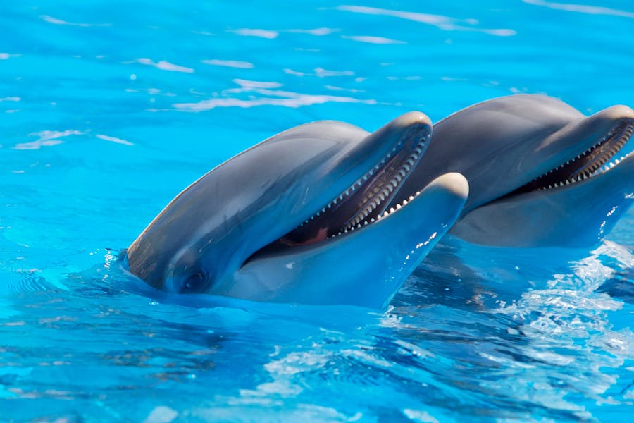Animal Genius 2026: Which Animals Are Smarter Than Humans? 9 Dolphin