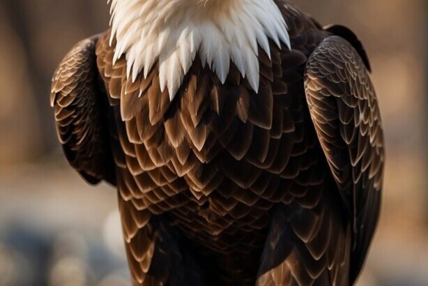 Eagle looking fierce