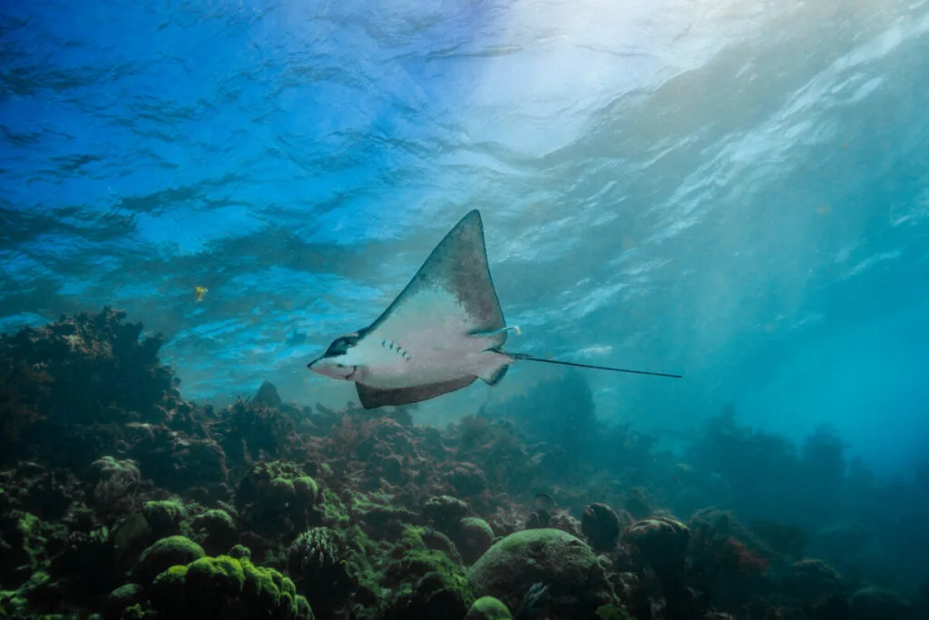 Eagle Ray Eagle ray swimming underwater