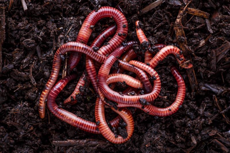 Many living earthworms