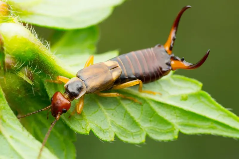 Earwig on a leaf