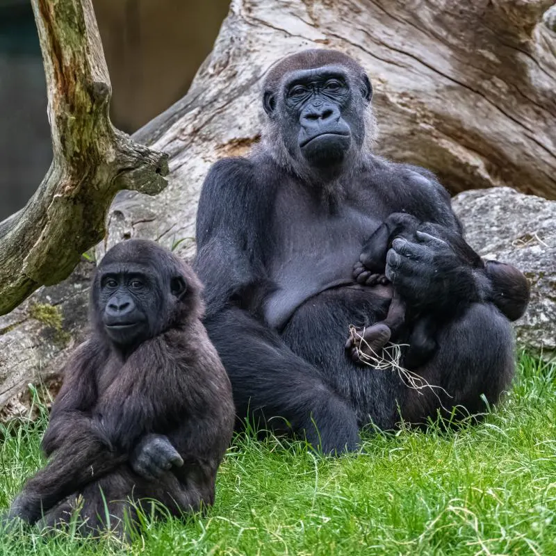 Eastern lowland gorilla