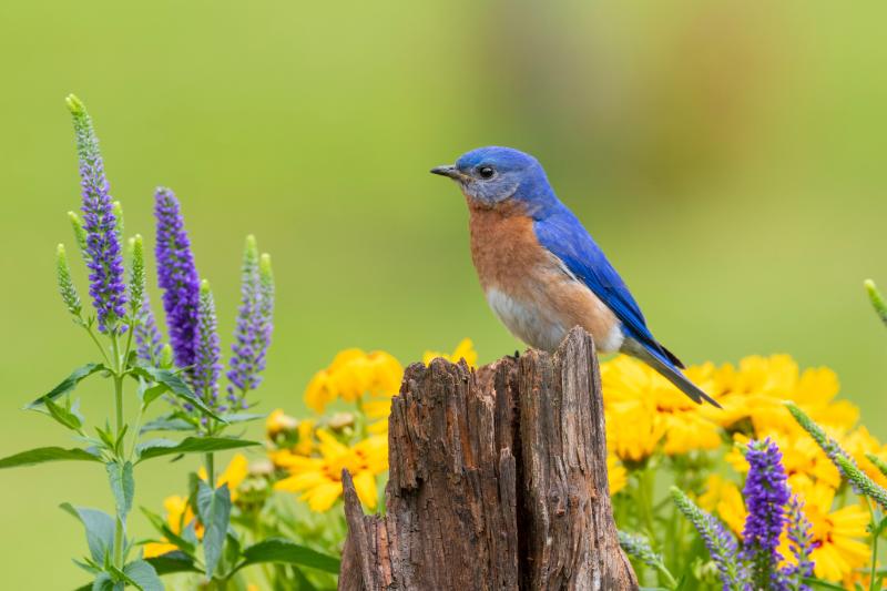 The Role of Pollinators: Why They Matter and How to Protect Them 16 Eastern bluebird male on fence post near flower garden