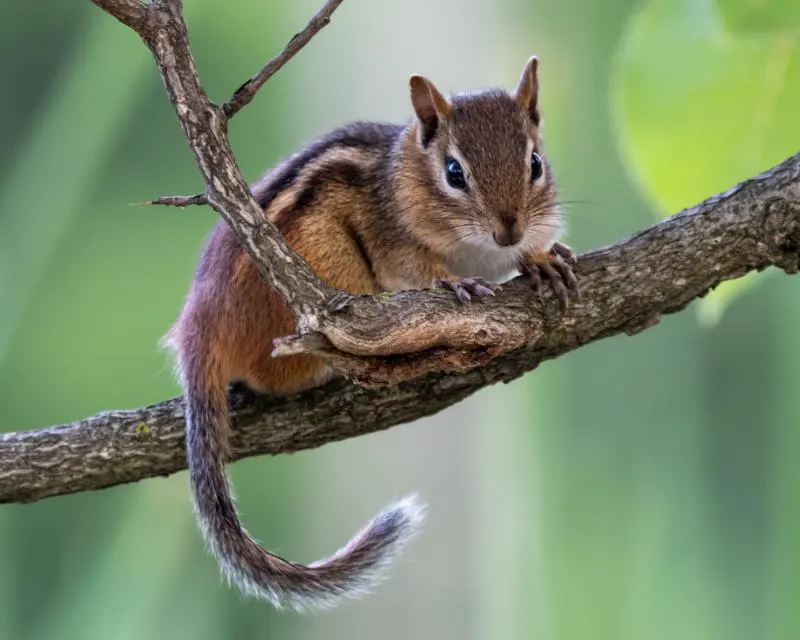 Eastern chipmunk resting on a branch
