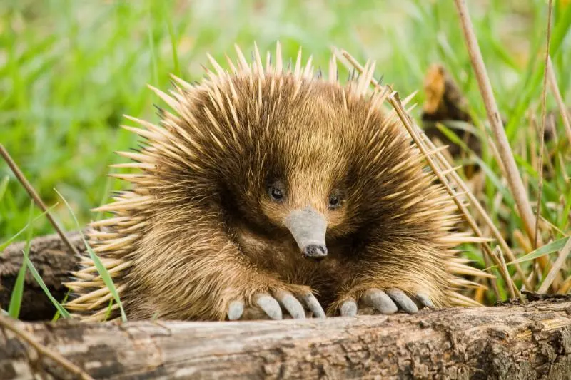 Echidna Spiked Echidna